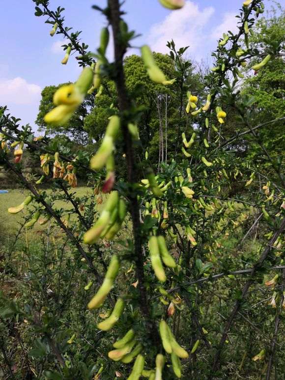 为什么金雀下山桩的刺很多 图片