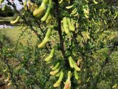 为什么金雀下山桩的刺很多 图片