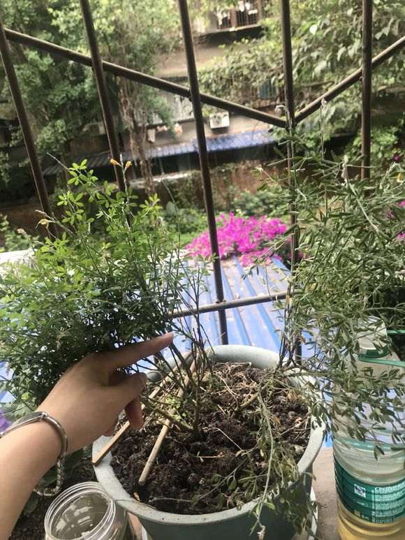 金雀下山桩怎么养啊 已经死了 图片