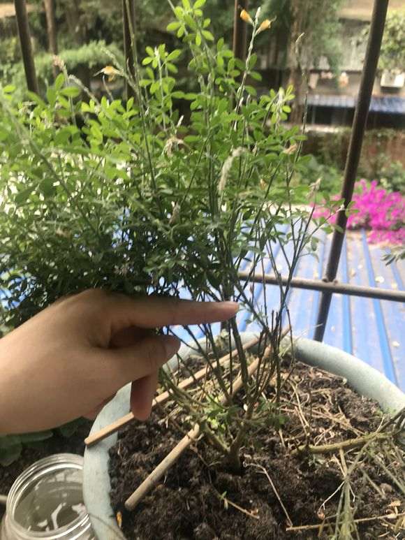 金雀下山桩怎么养啊 已经死了 图片