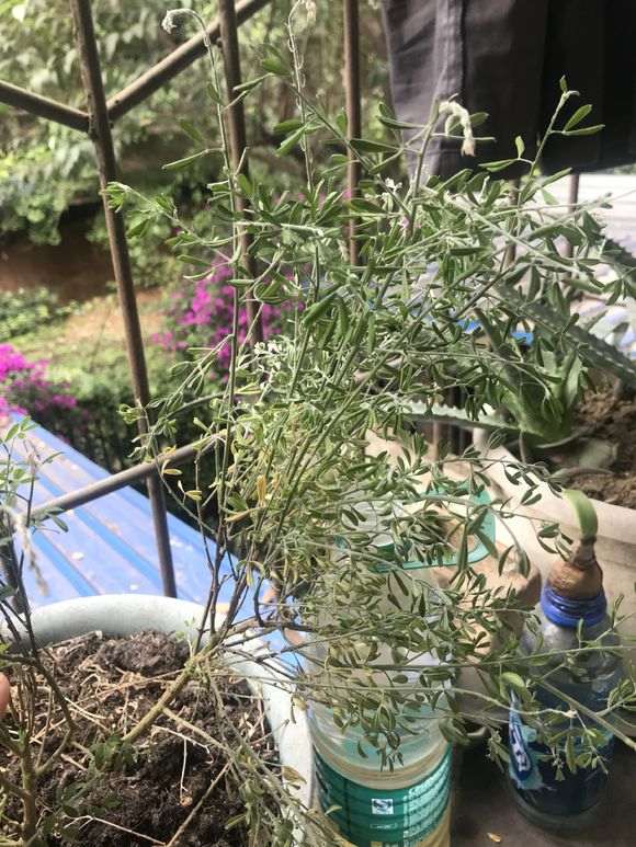 金雀下山桩怎么养啊 已经死了 图片