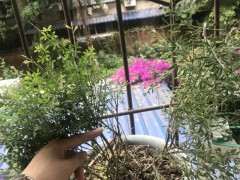 金雀下山桩怎么养啊 已经死了 图片