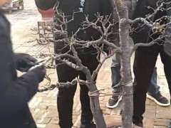 为什么这样的金雀下山桩 是极品 图片