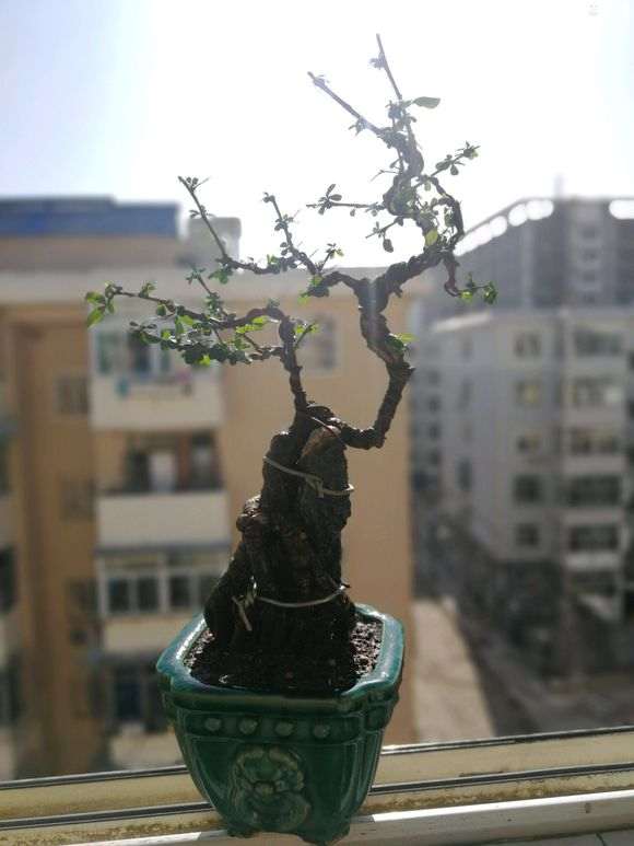 金雀下山桩怎么制作临水盆景 图片