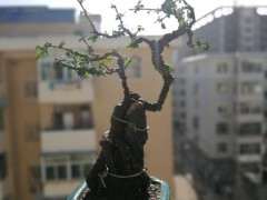 金雀下山桩怎么制作临水盆景 图片