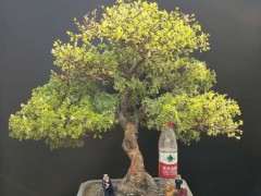 为什么金雀下山桩还要修理好 不好养