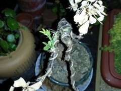 为什么金雀下山桩不要浇水 怕涝 图片