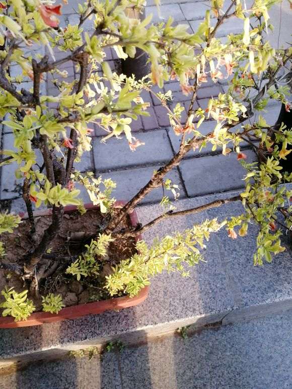 金雀下山桩叶子一直发黄 怎么办 图片