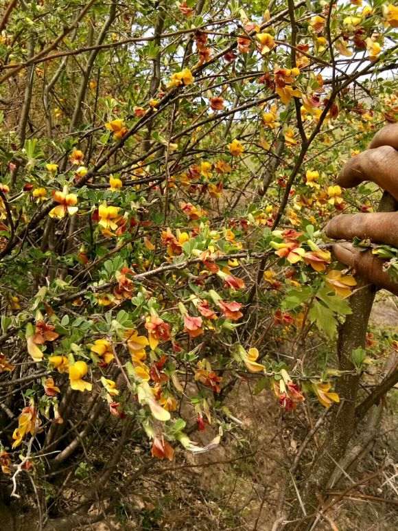 金雀下山桩叶子一直发黄 怎么办 图片