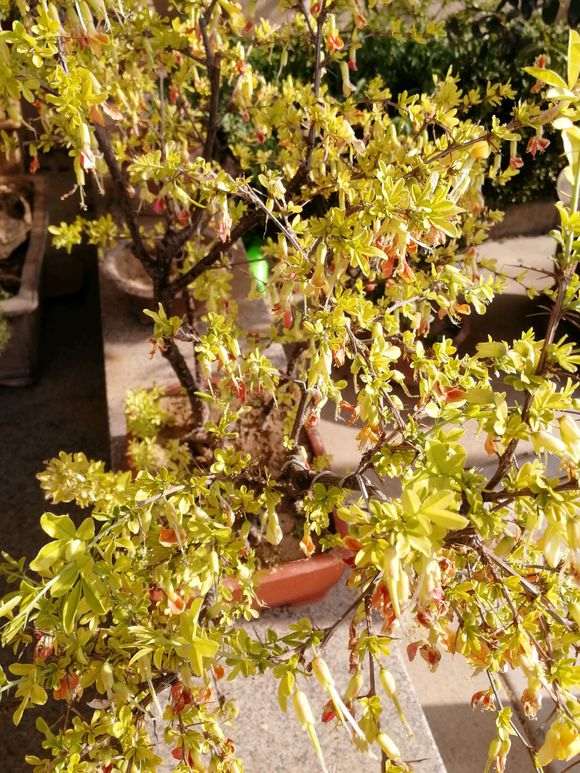 金雀下山桩叶子一直发黄 怎么办 图片