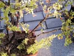 金雀下山桩叶子一直发黄 怎么办 图片