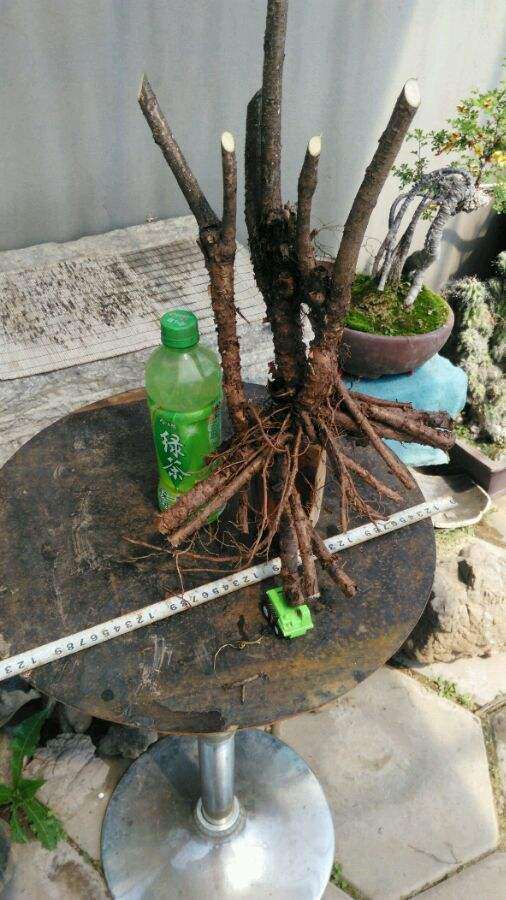 北方地栽金雀下山桩 可以过冬吗 图片