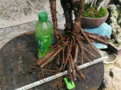 北方地栽金雀下山桩 可以过冬吗 图片