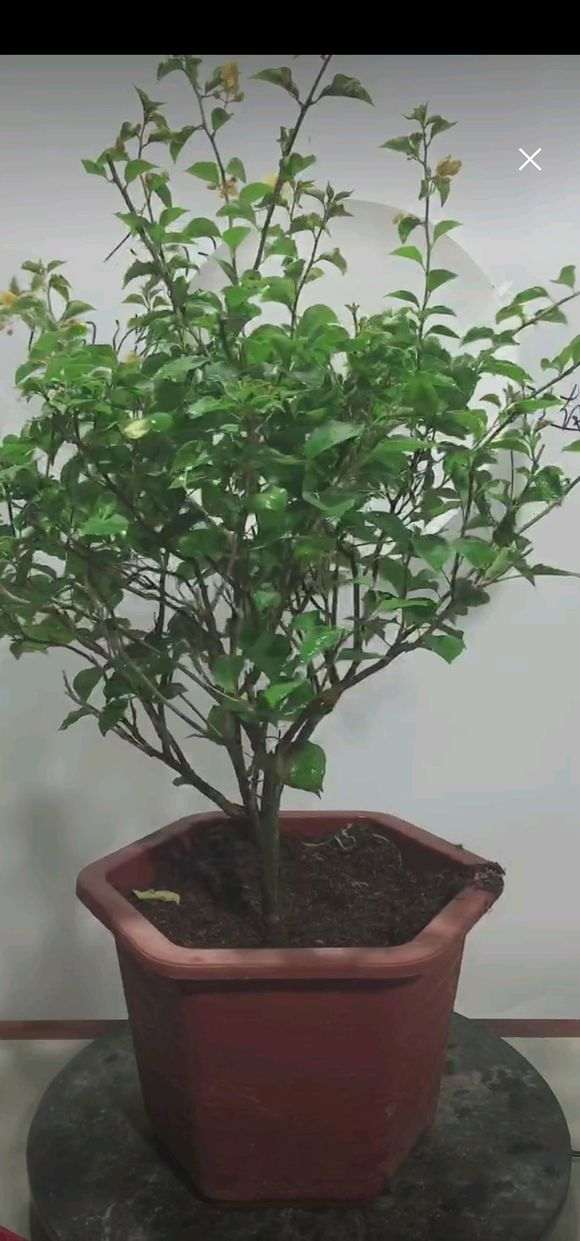 入手一颗独杆大金雀下山桩 怎么样