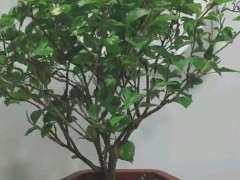 入手一颗独杆大金雀下山桩 可以吗