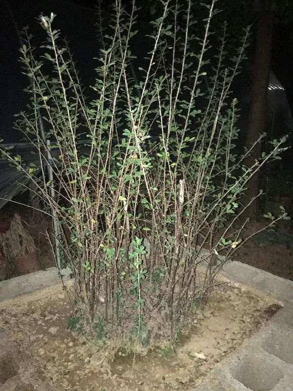 南金雀下山桩 秋季落叶正常吗 图片