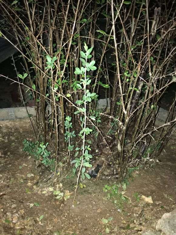 南金雀下山桩 秋季落叶正常吗 图片