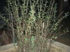 南金雀下山桩 秋季落叶正常吗 图片