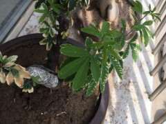 金雀下山桩 老叶逐渐变干 怎么办 图片