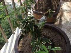 为什么我的金雀下山桩今年没开花 图片