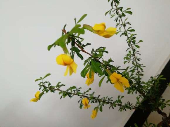 为什么金雀下山桩开花差别很大 图片