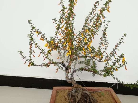 为什么金雀下山桩开花差别很大 图片