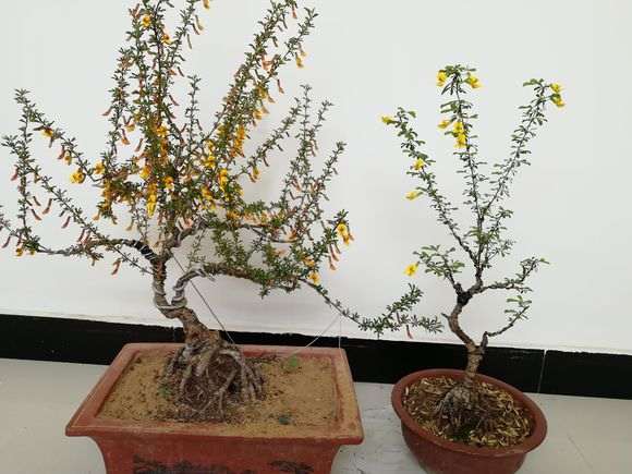 为什么金雀下山桩开花差别很大 图片