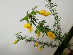 为什么金雀下山桩开花差别很大 图片