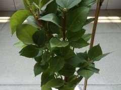 加州黄金和金雀下山桩哪个颜色黄 图片