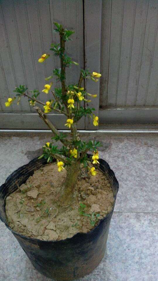 玩金雀下山桩有什么讲究没有 怎么玩