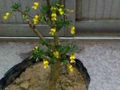 玩金雀下山桩有什么讲究没有 怎么玩