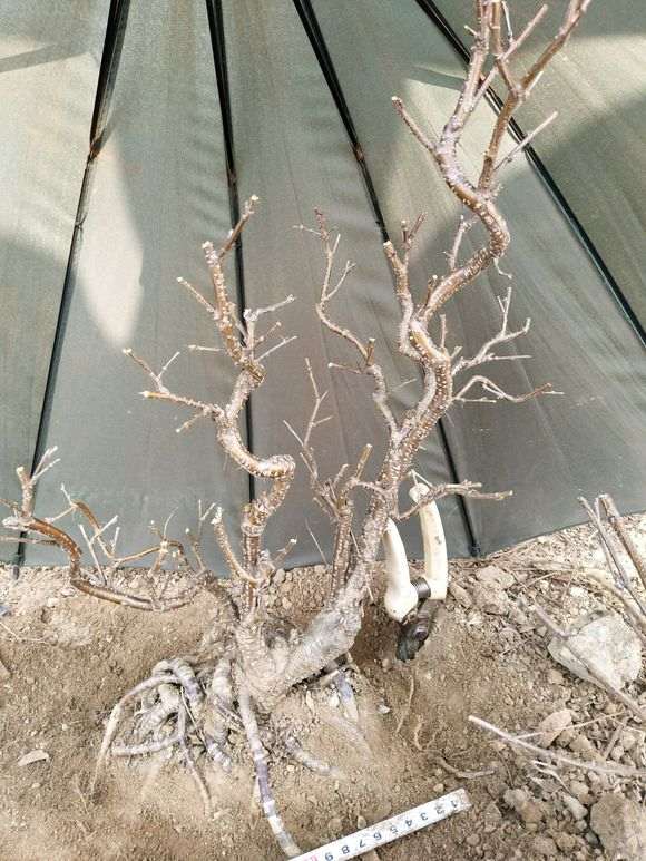 北方金雀下山桩怎么移栽的方法 图片