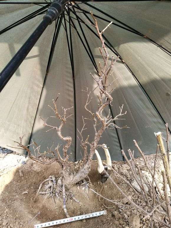 北方金雀下山桩怎么移栽的方法 图片