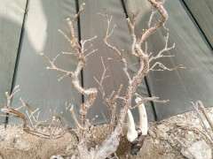 北方金雀下山桩怎么移栽的方法 图片