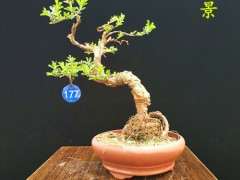 金雀下山桩和加州黄金哪个靓 图片