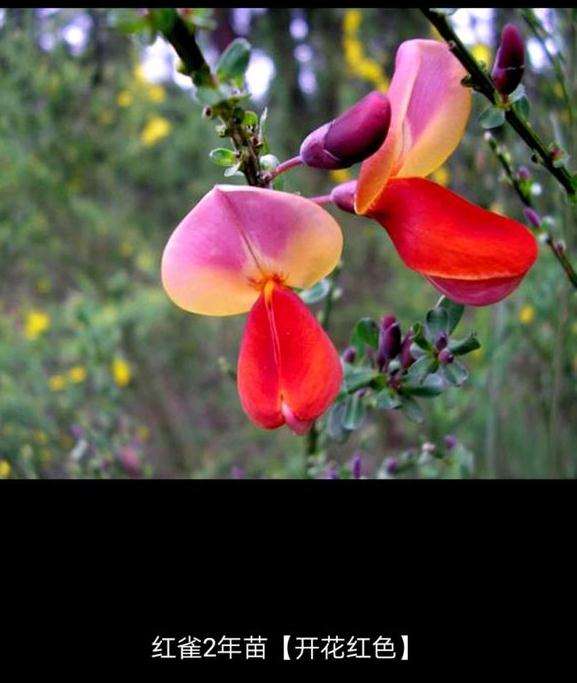 为什么南金雀下山桩也有红的 图片