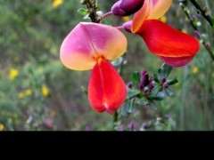 为什么南金雀下山桩也有红的 图片