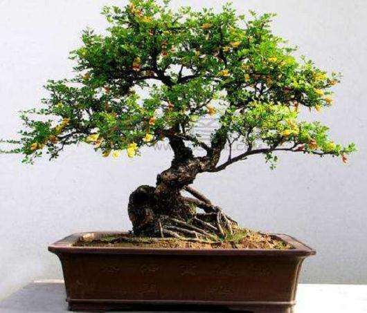 为什么金雀下山桩好几年不开花 图片