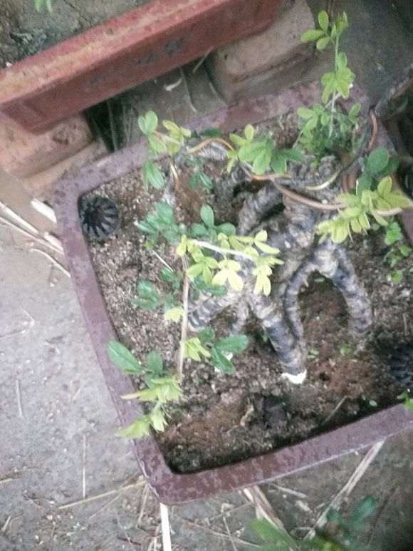 为什么金雀下山桩长的叶子是黄的 图片