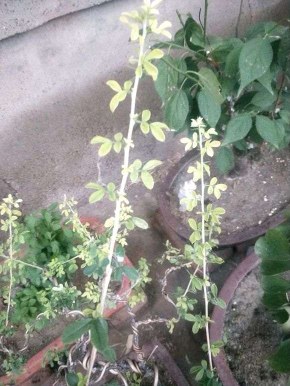 为什么金雀下山桩长的叶子是黄的 图片