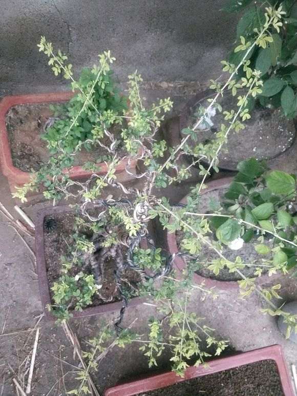 为什么金雀下山桩长的叶子是黄的 图片