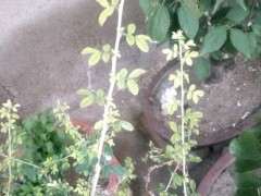 为什么金雀下山桩长的叶子是黄的 图片