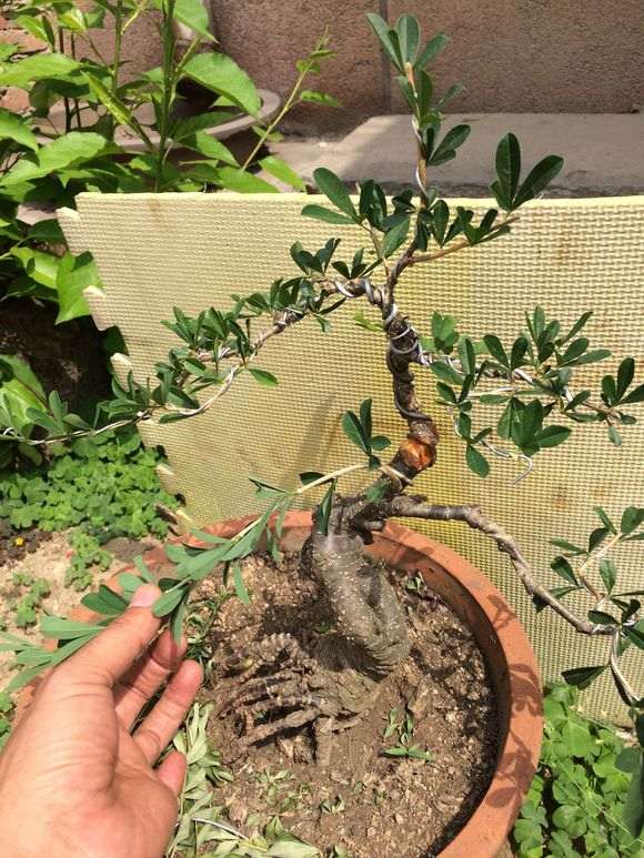 这是北金雀 还是南金雀下山桩 图片