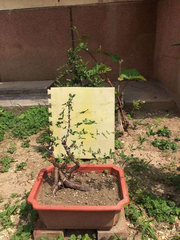 这是北金雀 还是南金雀下山桩 图片