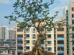 金雀下山桩盘扎后的现状 看看 可以吗