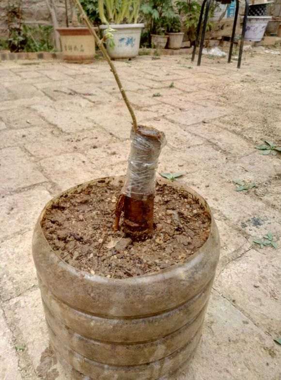 金雀下山桩套袋埋地1年都不发芽 图片