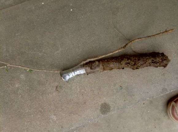 金雀下山桩套袋埋地1年都不发芽 图片