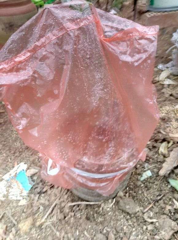 金雀下山桩套袋埋地1年都不发芽 图片