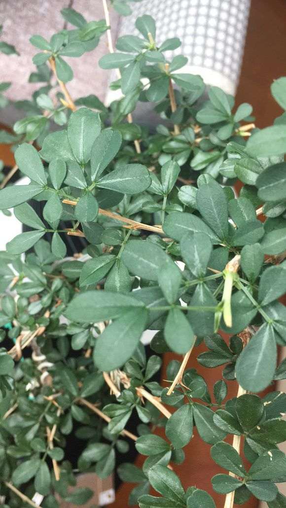 金雀下山桩叶子是怎么回事 图片