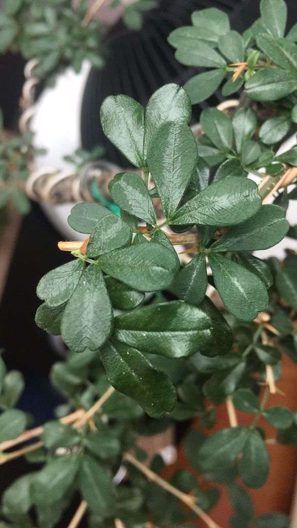 金雀下山桩叶子是怎么回事 图片